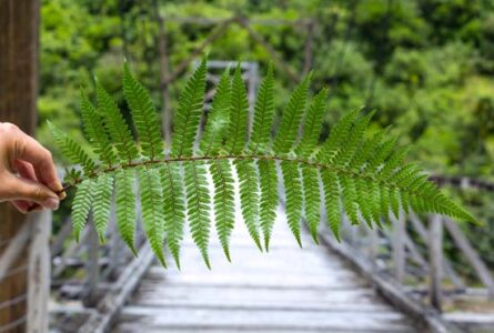 Fern Habitats in Illinois